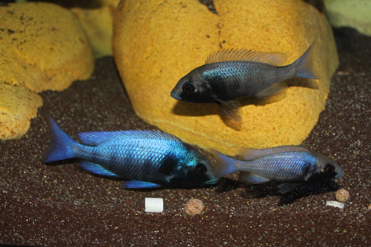 Placidochromis sp. "phenochilus gissel"